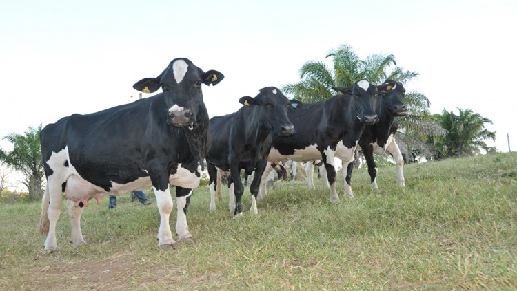 FERTILIZAÇÃO IN VITRO: Emater registra alta na produção de leite em Cabixi