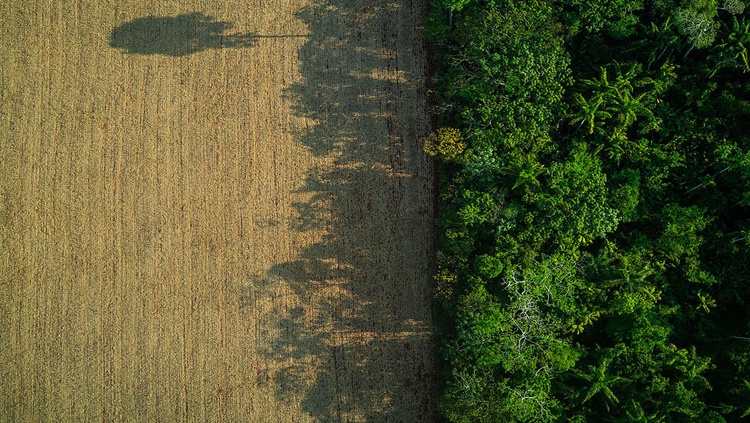 BEM RELACIONADO: Ibama identifica o maior grileiro de terras indígenas da Amazônia