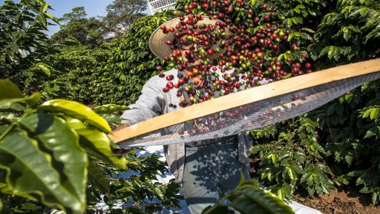 RETROATIVIDADE: Governo aprova redução de taxas de juros para setor cafeeiro