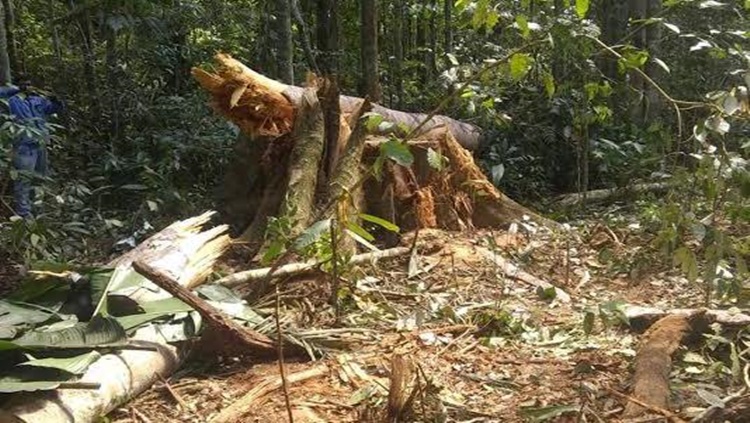 DERRUBADA: Trabalhador morre esmagado por árvore em propriedade rural da família