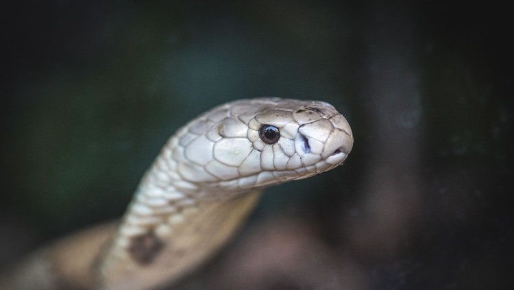 ENVOLVIMENTO: Ministério Público denuncia quatro pessoas no caso da cobra naja