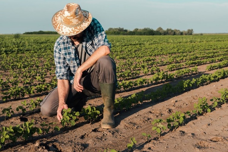 EM MEIO A PANDEMIA: Agropecuária é o único setor com expansão de vagas em 2020