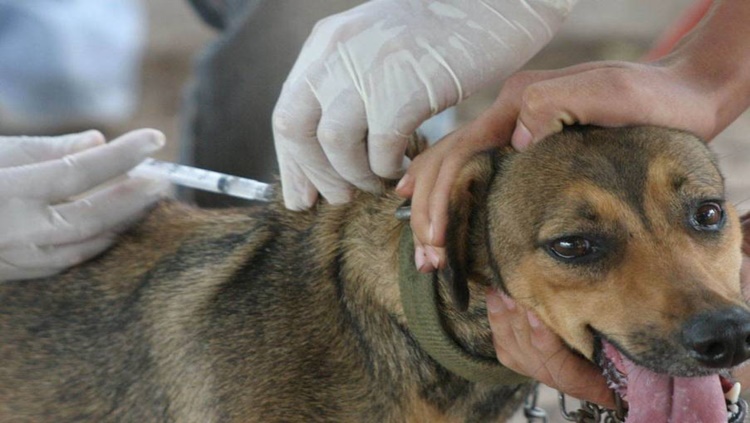 VILHENA: Mais de 21 mil cães e gatos são esperados para imunização contra a raiva