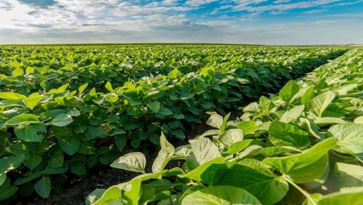 ESTRATÉGIA: Fim do vazio sanitário permite cultivo de soja em Rondônia