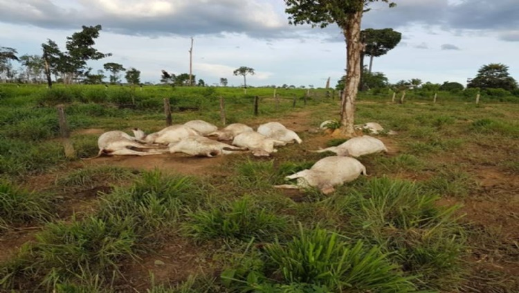 CHOQUE ELÉTRICO: Sete bovinos morrem eletrocutados após queda de fio de alta tensão