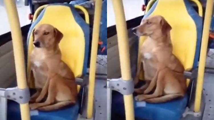 VEJA O VÍDEO: Cachorro é flagrado sozinho dentro de ônibus e viraliza nas redes sociais