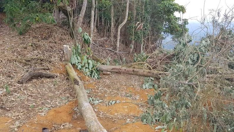 'TEMPESTADE FATAL': Chuva com forte vento derruba árvore e mata dois trabalhadores