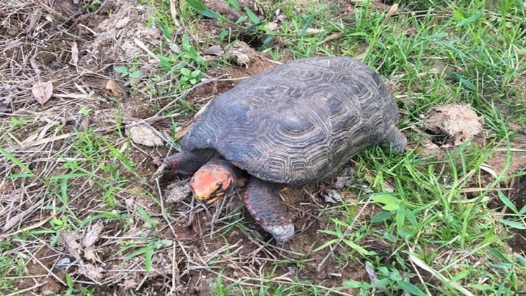 SALVO: Animal silvestre é resgatado e devolvido à natureza em RO