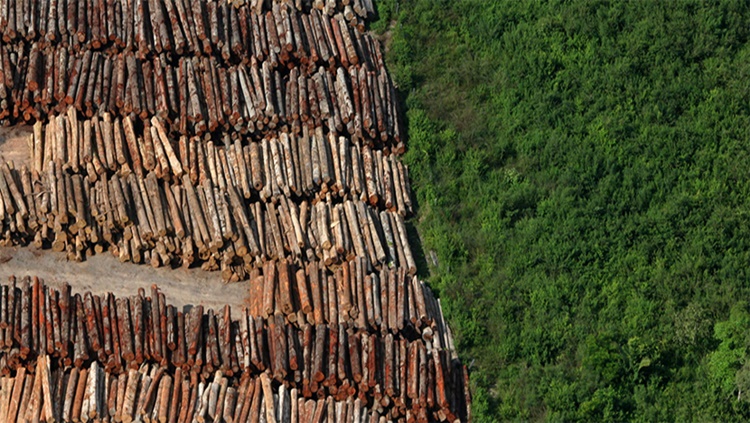 AMAZÔNIA: Bolsonaro ameaça países ambientalistas que compram madeira ilegal 