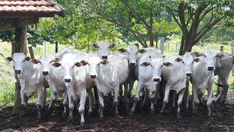 PREJUÍZO: Pecuarista tem 16 novilhas furtadas e pede ajuda para localizá-las