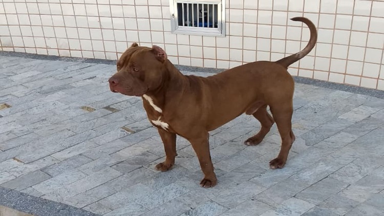 PERIGO: Criança de 5 anos vai parar na UTI após ataque de pitbull