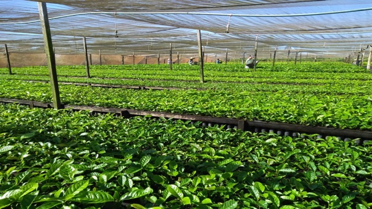 RONDÔNIA: Opções para combater nematoides nas mudas de café são discutidas