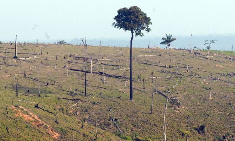 'VERDE BRASIL': Governo prorroga presença das Forças Armadas na Amazônia Legal