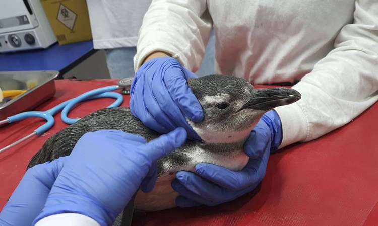 BOA NOTÍCIA: Petrobras já resgatou 3.084 pinguins nas praias brasileiras este ano