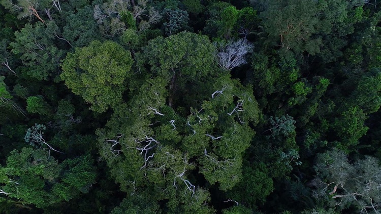 PRORROGAÇÃO: Força-Tarefa da AGU ficará mais um ano atuando em defesa da Amazônia