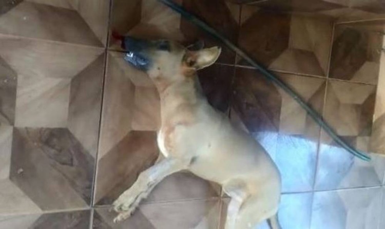 CABIXI: Matança de cães deixam moradores revoltados em município