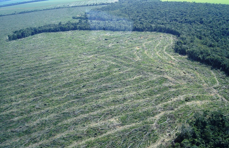 MEIO AMBIENTE: Mourão admite atraso no combate ao desmatamento na Amazônia