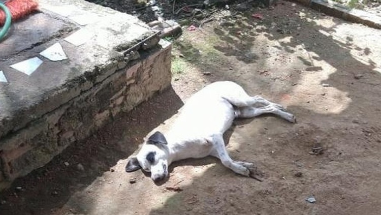 CRUELDADE: Homem mata cachorro a pedrada após animal urinar em seu sapato