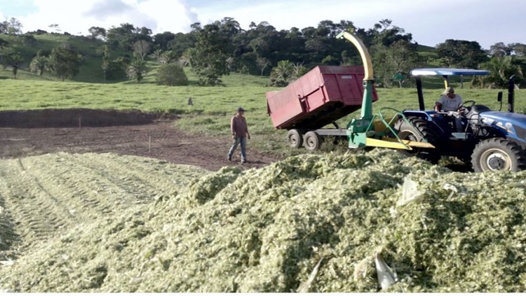 PERÍODO DE ESTIAGEM: Silagem reforça alimentação do gado e evita quedas na produção de leite em RO