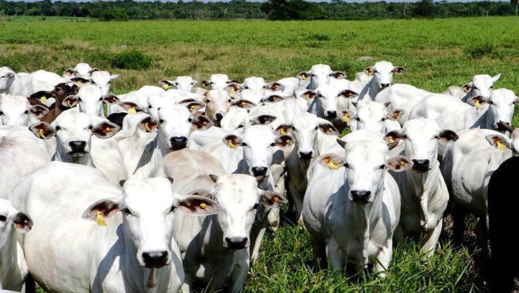 AGROPECUÁRIA: Rebanho bovino ultrapassa 331 mil cabeças em município de RO