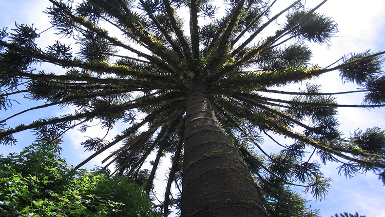 FLORA: Mais de 25 mil espécies de plantas, algas e fungos só existem no Brasil