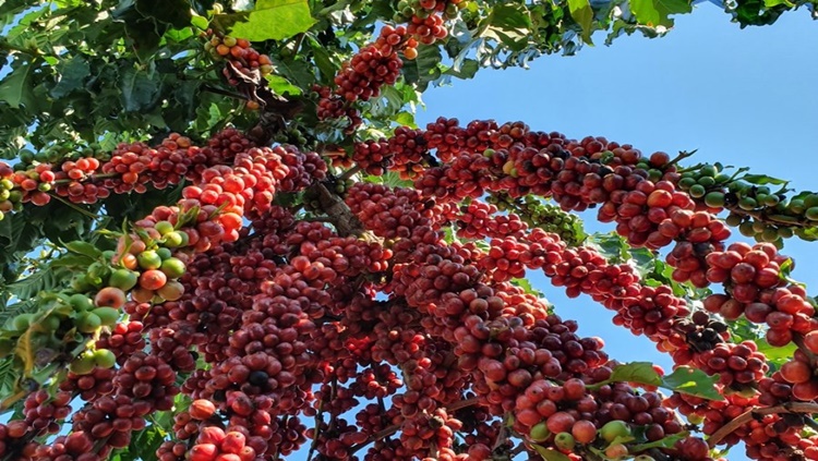 VALORIZAÇÃO: Proposta inovadora busca fortalecer a cafeicultura em Rondônia 