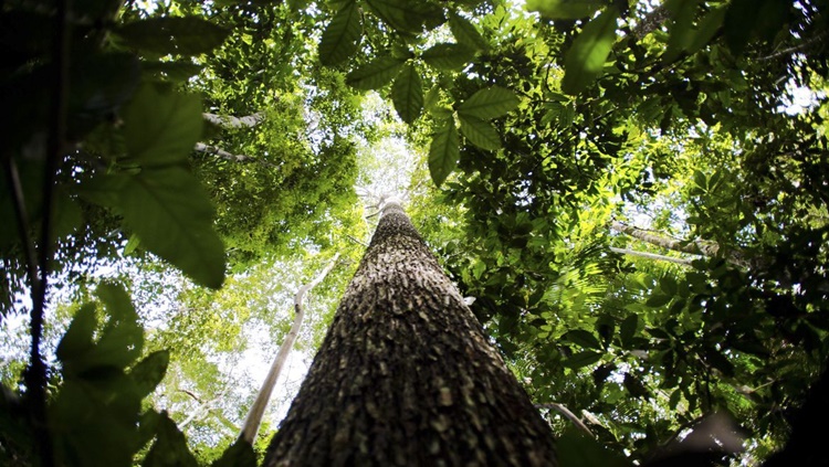 RECURSOS: Brasil passa a fazer parte do Protocolo de Nagoia sobre biodiversidade