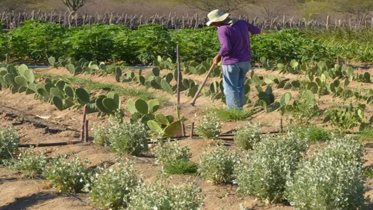 PRODUTORES RURAIS: Crédito rural sobe 18% em relação à safra anterior