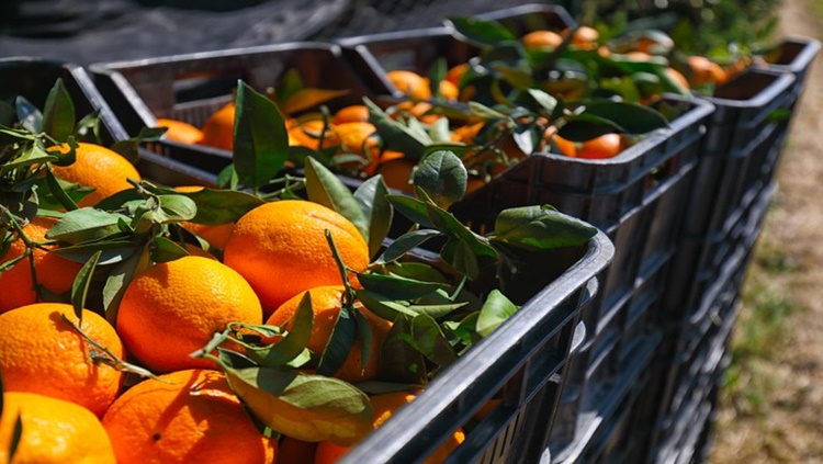 EM JULHO: Preços mínimos da laranja e do trigo serão reajustados pelo Governo Federal