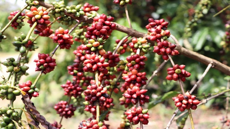 ALTA QUALIDADE: Produtores de café são orientados sobre técnica de fermentação de grãos