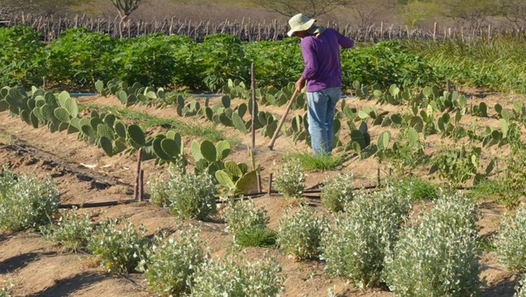 VEGETAL À SECA: Embrapa cria produto capaz de aumentar resistência 