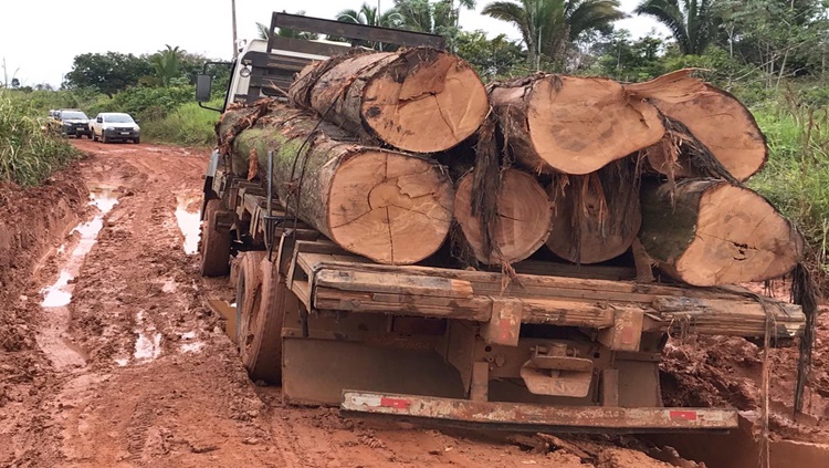 KAPORTO: Operação prende bando por extração de madeira em Terra Indígena Kaxarari