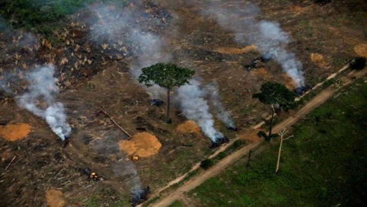 DEVASTAÇÃO: Brasil liderou a perda de florestas tropicais no mundo no ano de 2020