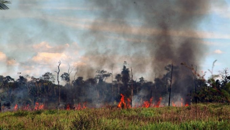 ÁREAS DE VEGETAÇÃO: Plataforma digital que emite autorização para uso controlado de fogo é lançada em RO