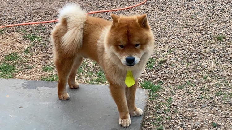 THOR: Família pede ajuda para encontrar cachorro desaparecido na zona Leste