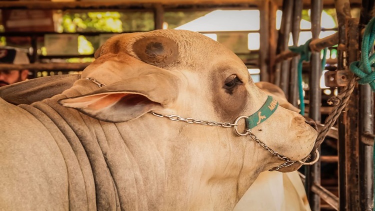 PECUÁRIA: RO lidera produção de gado na Amazônia, sem vacinação e de modo sustentável