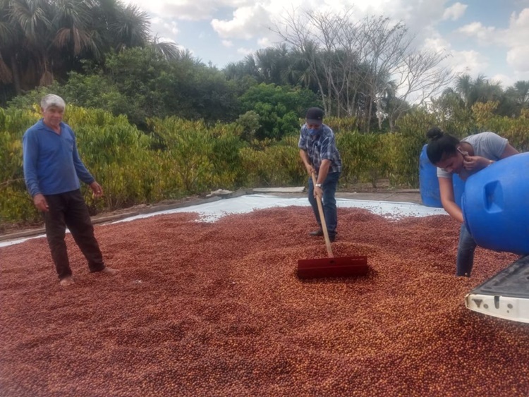 ROLIM DE MOURA: Produtores vão participar de concurso estadual de qualidade do café