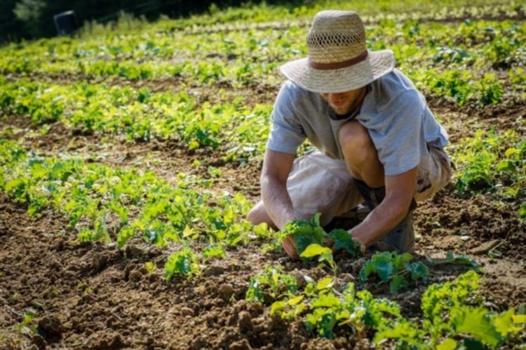 TRABALHO: 1° semestre de 2020 teve expansão de 62.633 vagas na agricultura 