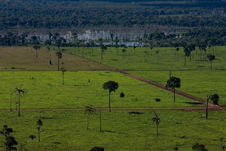 DESTRUIÇÃO: Porto Velho é o município que mais desmata para pecuária na região Norte