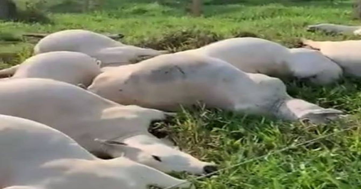 TRAGÉDIA: Cabo de alta tensão cai e mata 10 vacas eletrocutadas em Rondônia