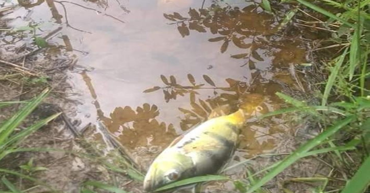 ALTA FLORESTA: Mortandade de peixes nas águas do Rio Branco intriga indígenas e produtores