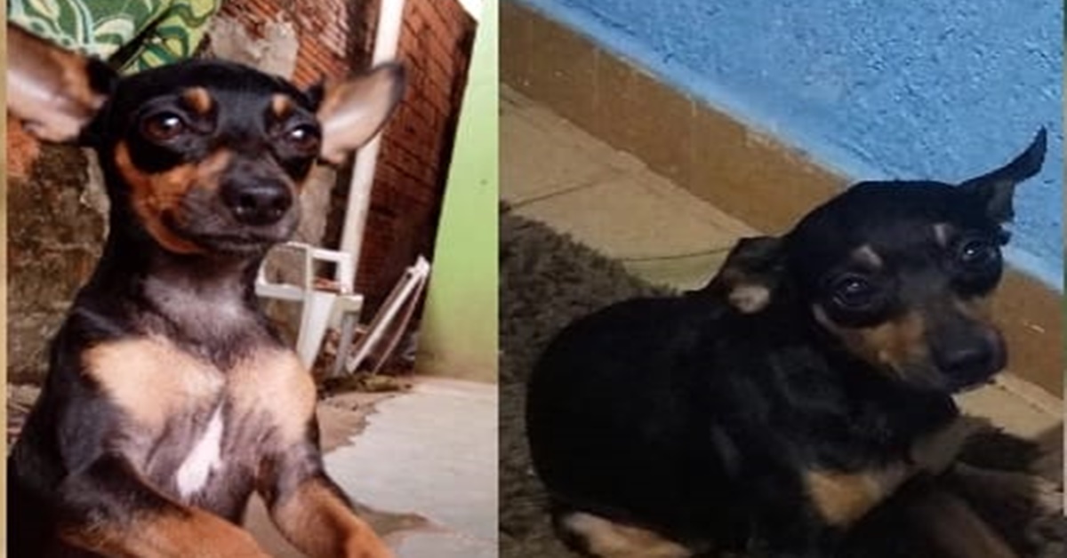 PROCURA-SE: Família realiza buscas para encontrar cachorrinho desaparecido