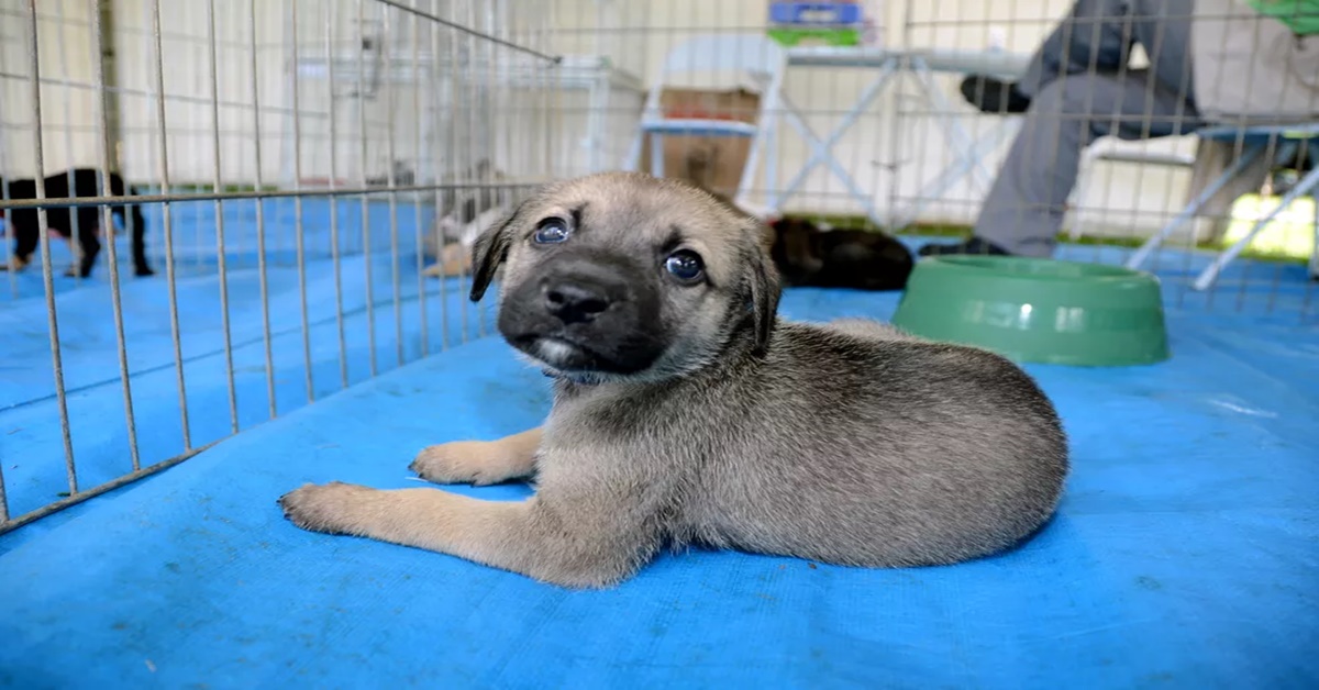 NESTE SÁBADO: Feira para adoção de cães e gatos acontece em Porto Velho