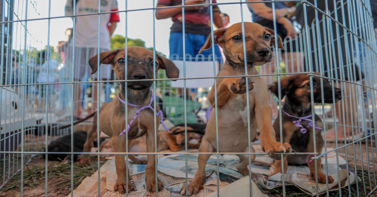 BEM-ESTAR ANIMAL: Evento facilita a adoção responsável de cães e gatos em Porto Velho