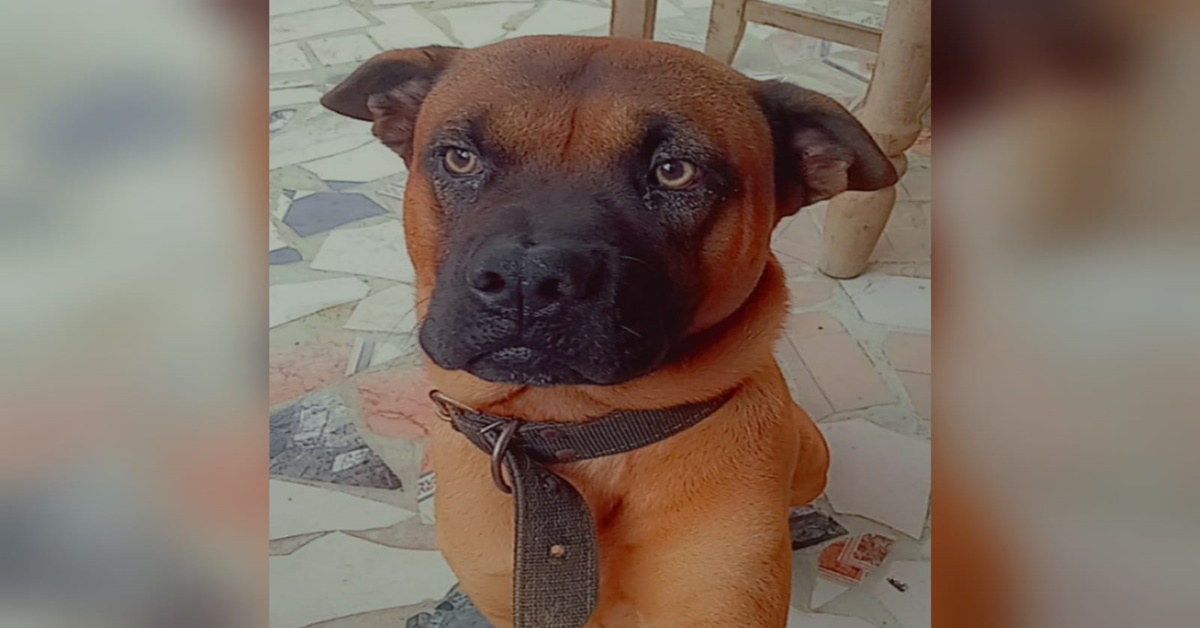 APOLO: Família pede ajuda para encontrar cachorro desaparecido na capital