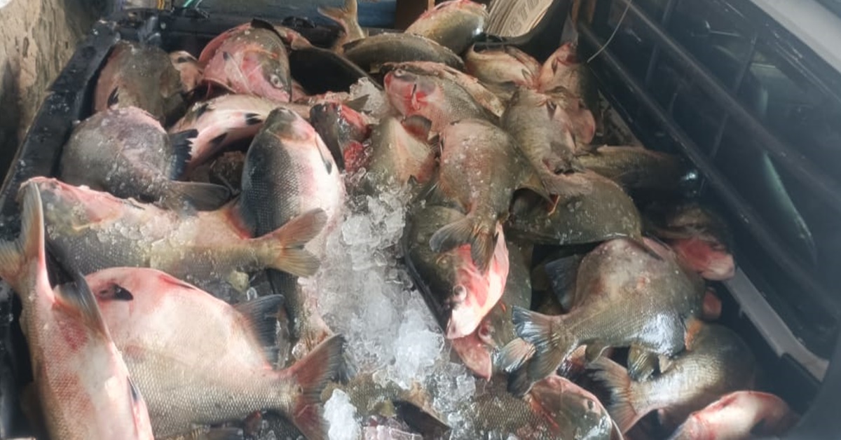 FAÇA SUA ENCOMENDA: Tambaqui por apenas R$ 13 o kilo na Peixaria Nativus 