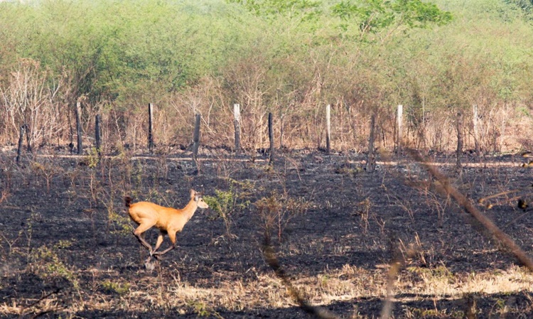 Pedido de Licença Ambiental por Declaração