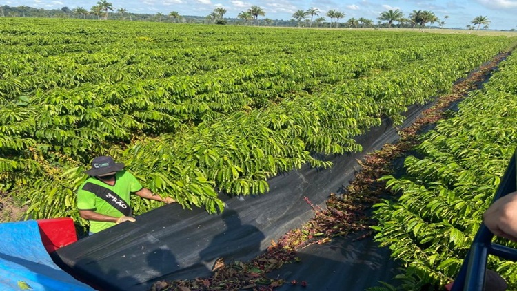 CAFEICULTURA: Dia do Início da Colheita do Café em Rondônia é comemorado 