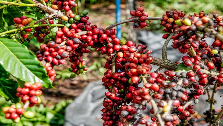 CAFÉ CONILON: Colheita é aberta com perspectiva de produção de 2 milhões de sacas