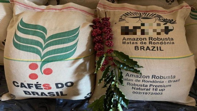 SAFRA 2021/22: Novo preço mínimo para saca de café conilon robusta de RO é estabelecido 